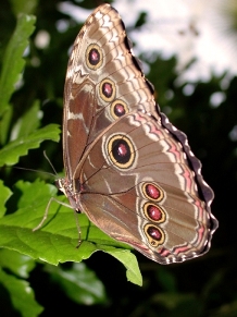 butterfly